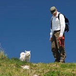 dog spring season